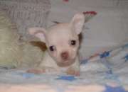 Bastante pequeña macho y hembra Chihuahua